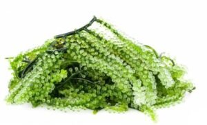 Caulerpa