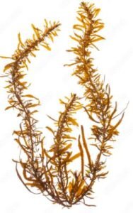 Sargassum